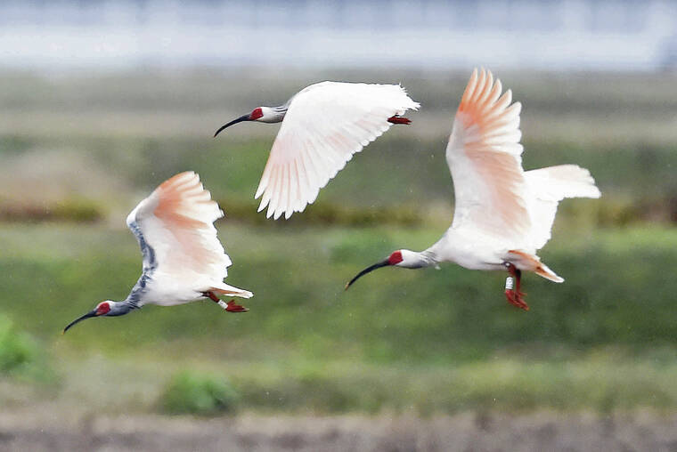 Crested ibises are flying high again