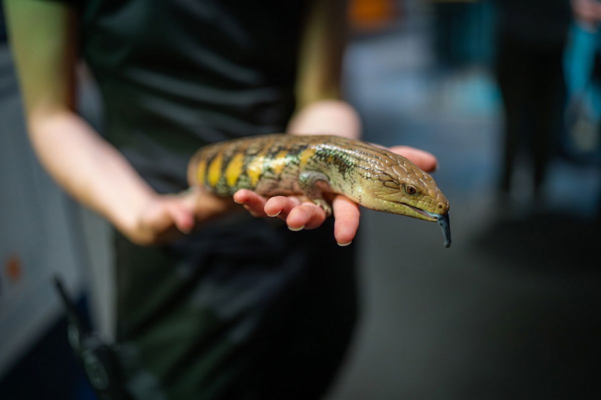 Covi the northern blue-tongue skink flicking his bright blue tongue while being held by a handler at McWane Science Center
