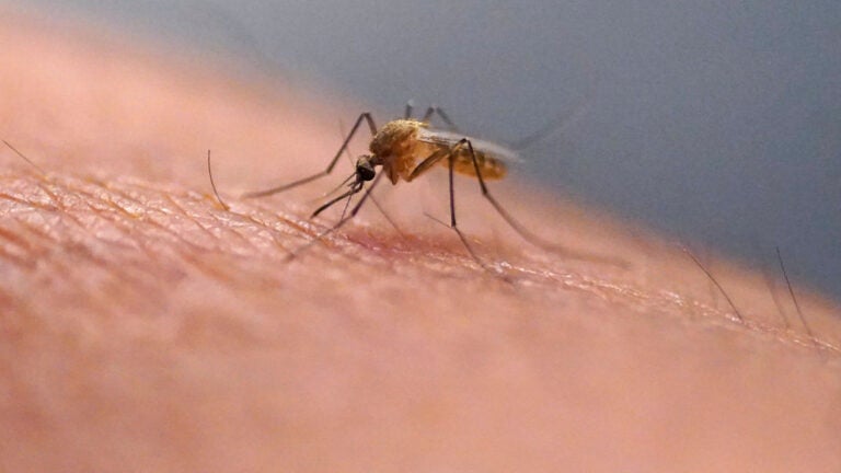 Scratching that bug bite might feel good at first but science explains why it's a bad idea