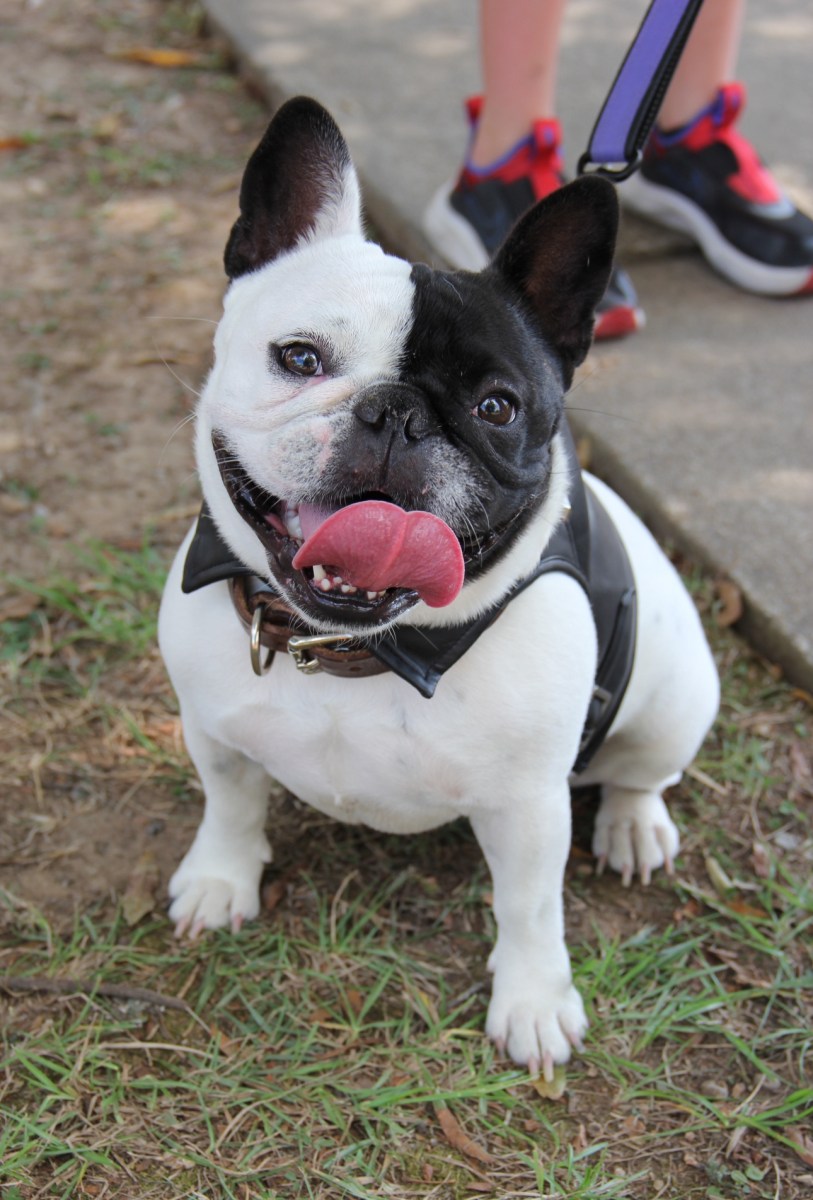 4 reasons this FREE Trussville festival is the perfect way to wrap up summer 7 A black and white French Bulldog wearing a spiked harness sits on a leash at Trussville Dog Daze, tongue out and ready to strut