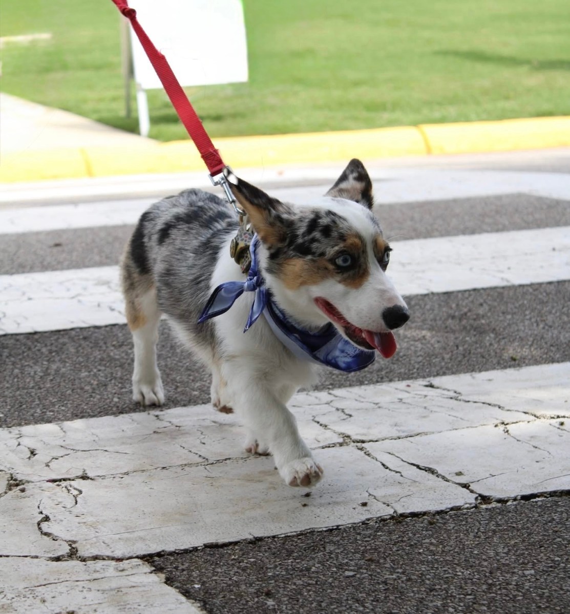 4 reasons this FREE Trussville festival is the perfect way to wrap up summer 6 Trussville Dog Daze