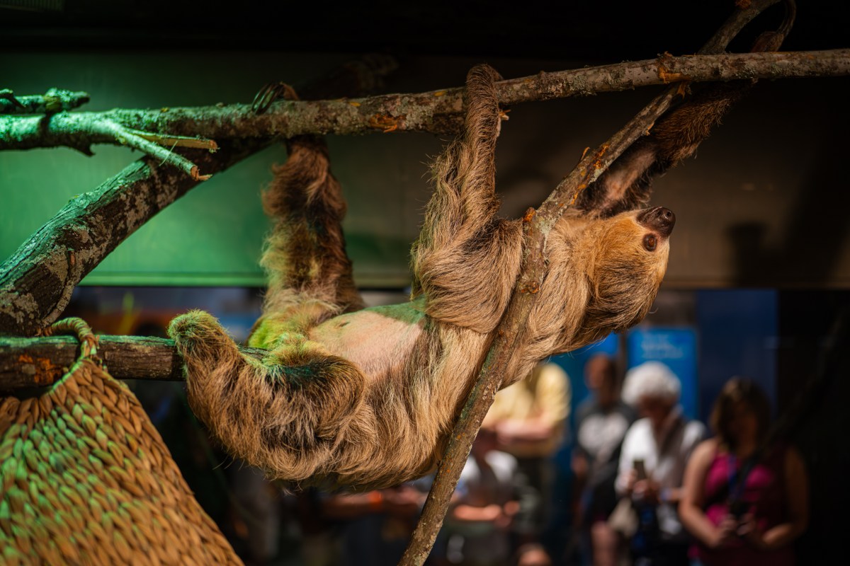 A live sloth hanging from branches at McWane Science Center's Survival of the Slowest exhibit, with visitors visible in the background