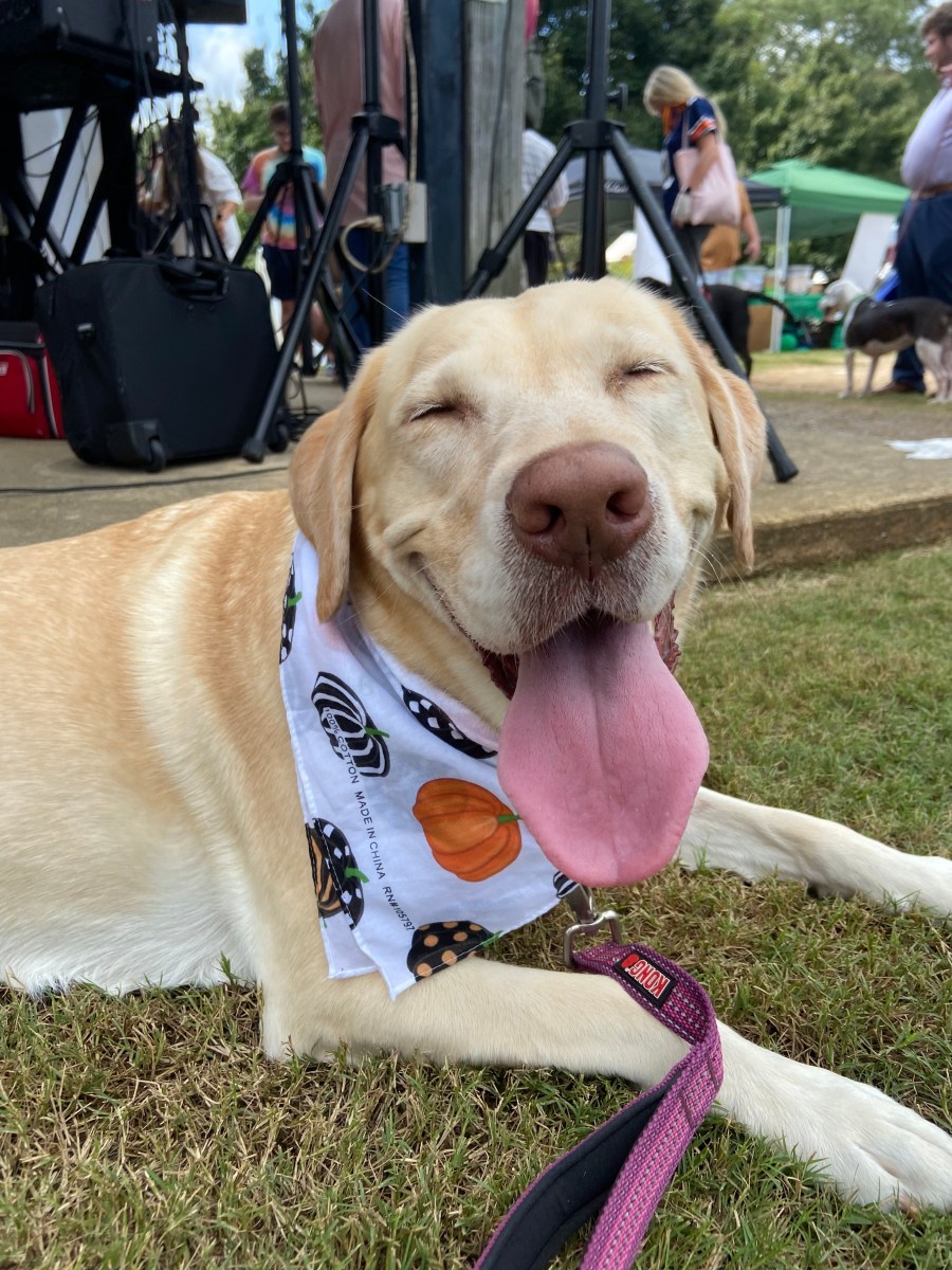 4 reasons this FREE Trussville festival is the perfect way to wrap up summer 8 A happy yellow Labrador wearing a festive bandana relaxes on the grass at Trussville Dog Daze, tongue out and eyes squinting with joy