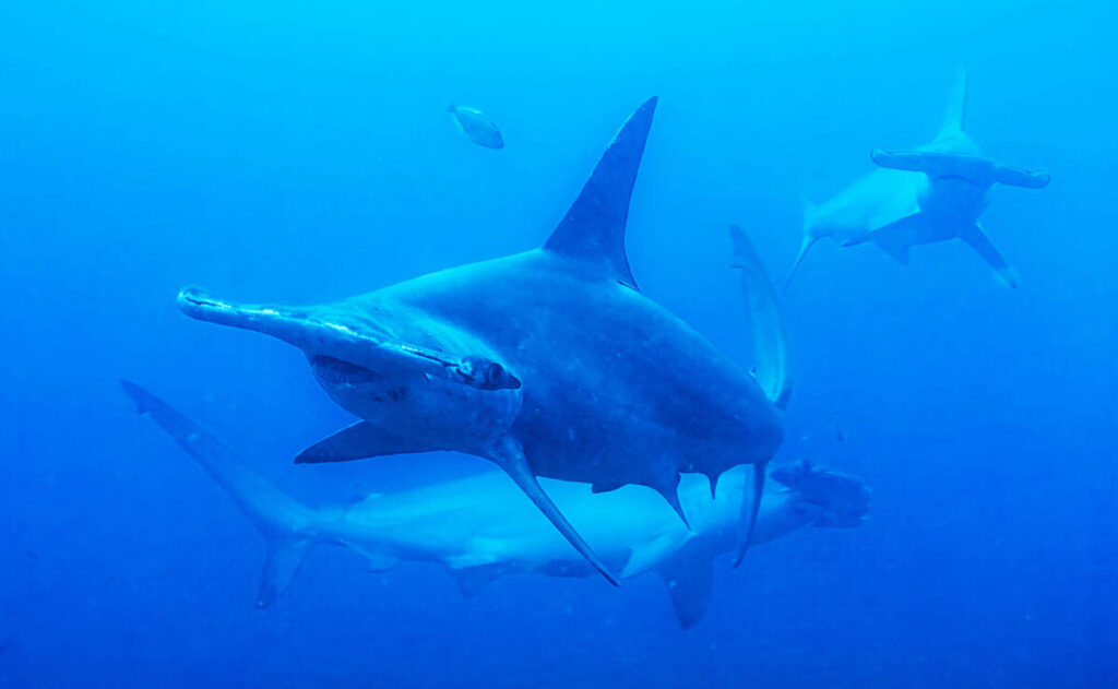 Filmmaker and National Geographic explorer Bertie Gregory searches for the distinctive and elus ...