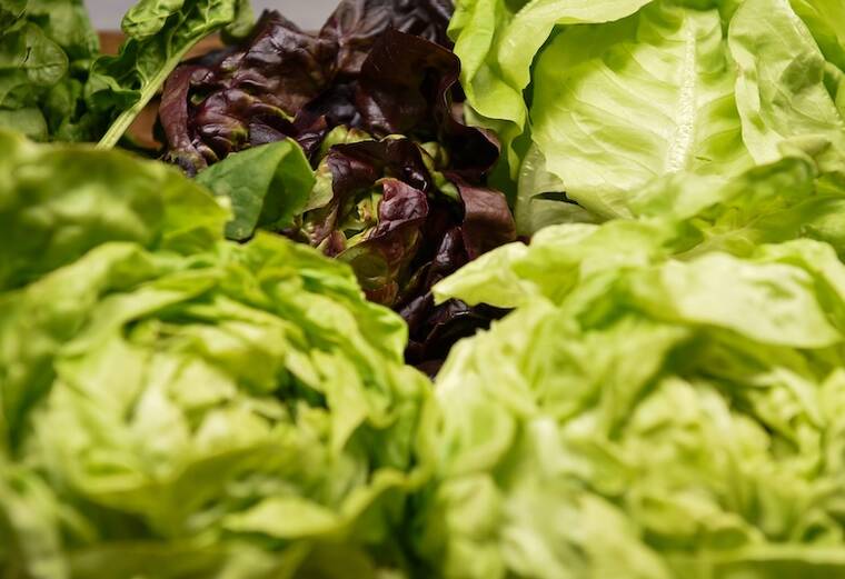 DOH confirms 1 cyclospora case in visitor; says risk to residents is low