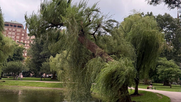 Decades-old weeping willow collapses in Boston Public Garden