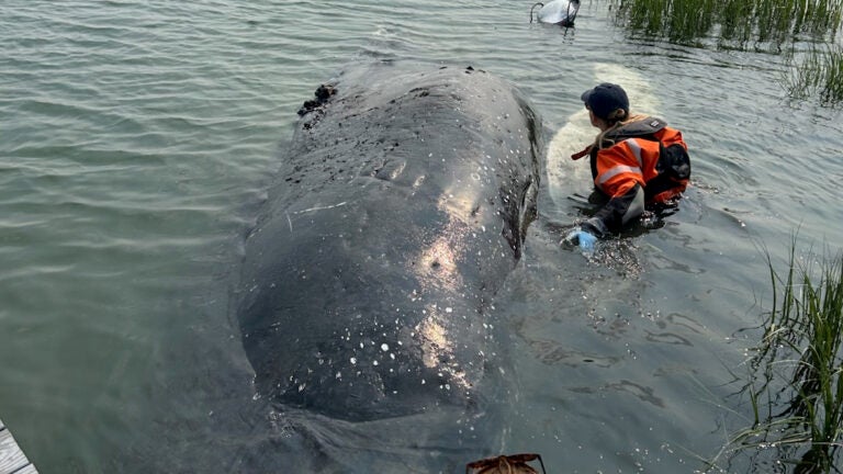 Juvenile humpback whale washes ashore in Winthrop