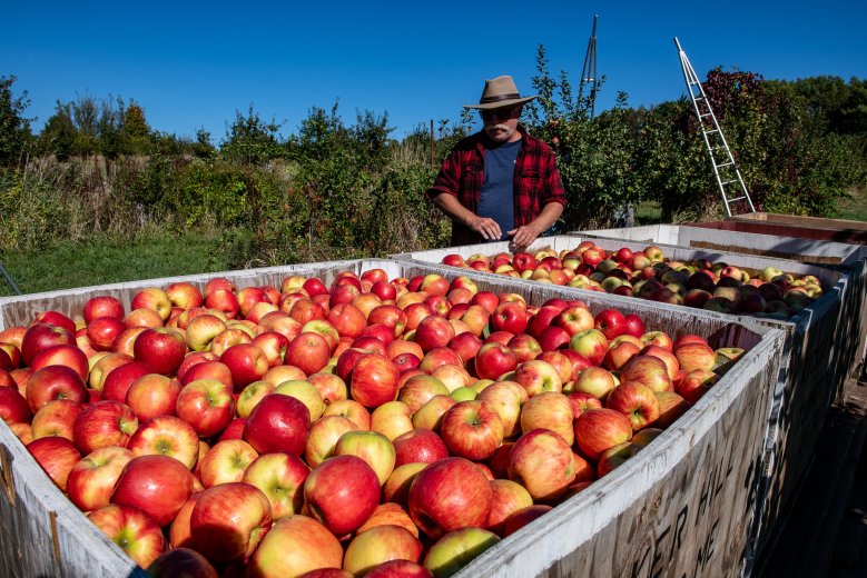 Maine Apple Camp returns to Hope in August