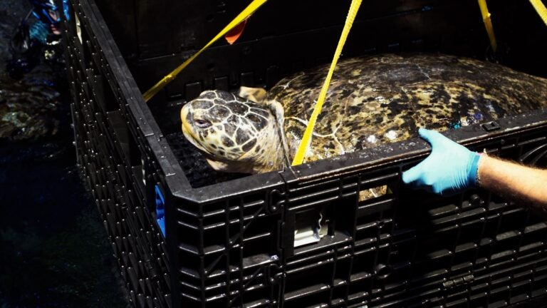 Myrtle the sea turtle weighs nearly 500 pounds. What does it take to keep her healthy?