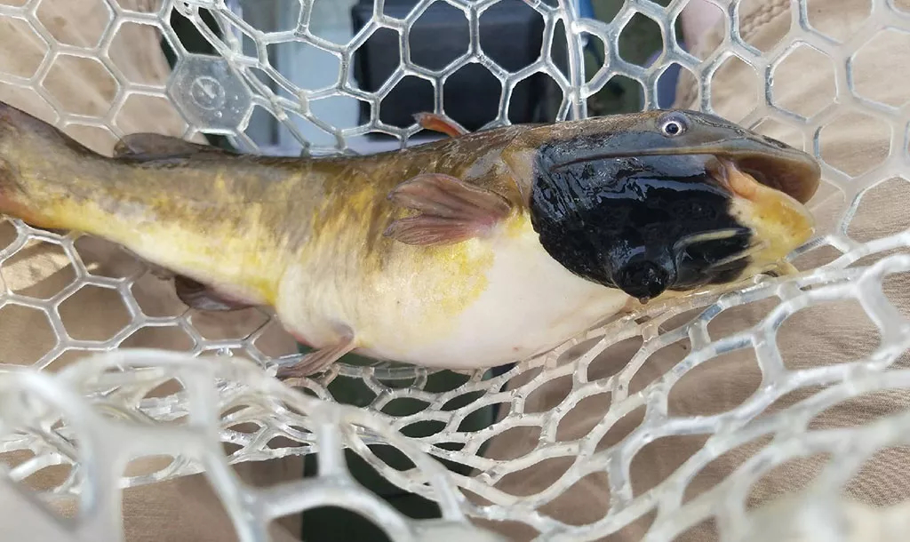 Study: Lesions on Lake Memphramagog Fish Are a Transmissible Form of Cancer