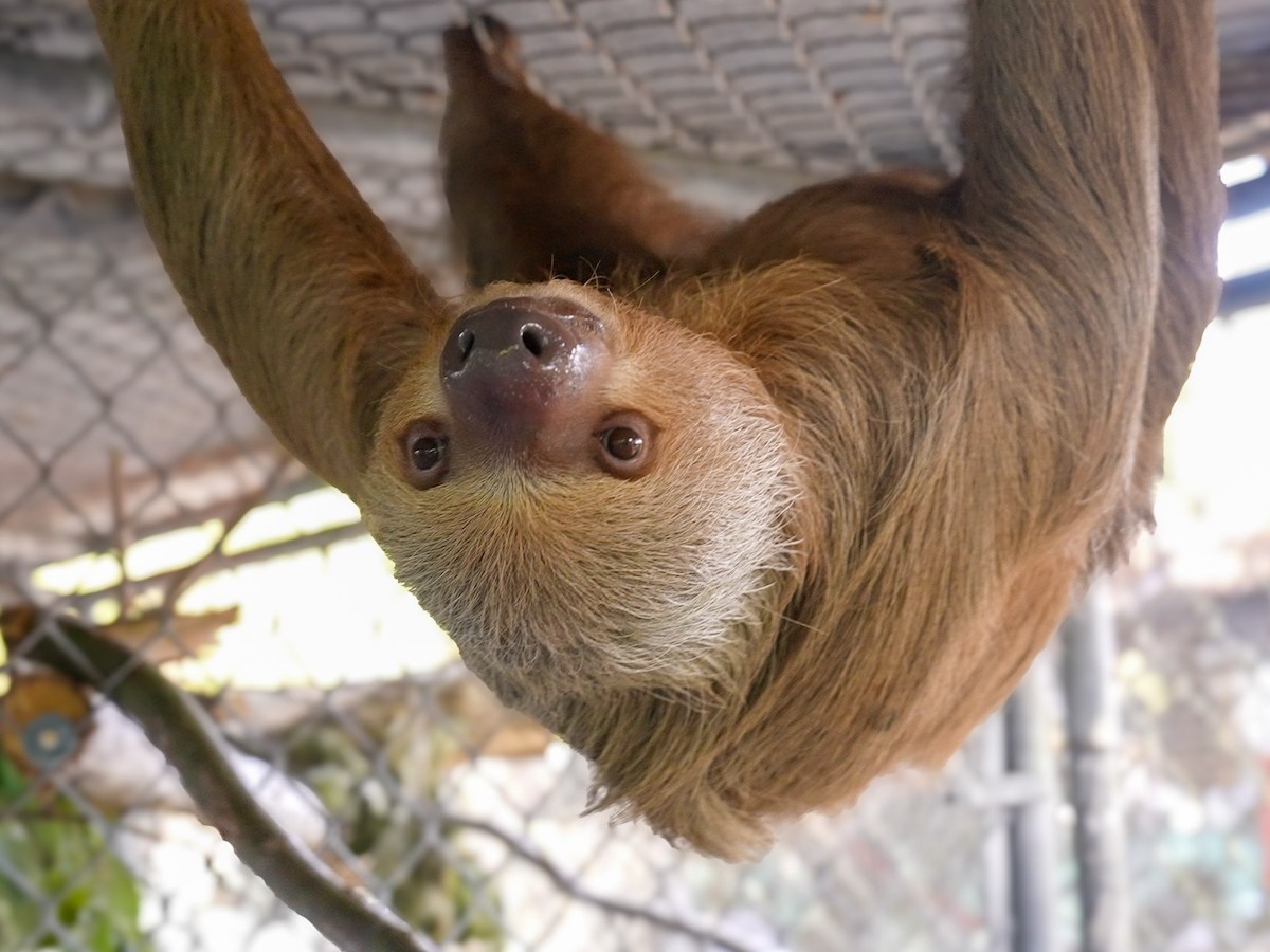 Willow is the fifth sloth to die after Sloth World rescue