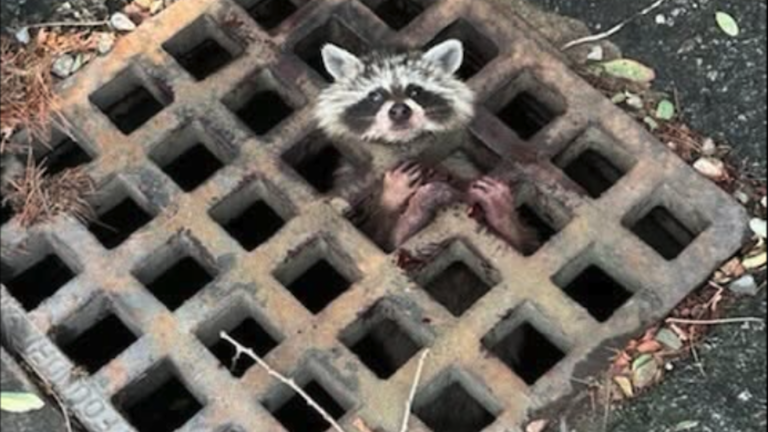Bourne emergency personnel transported a trapped raccoon, complete with sewer grate, to Cape Wildlife Center