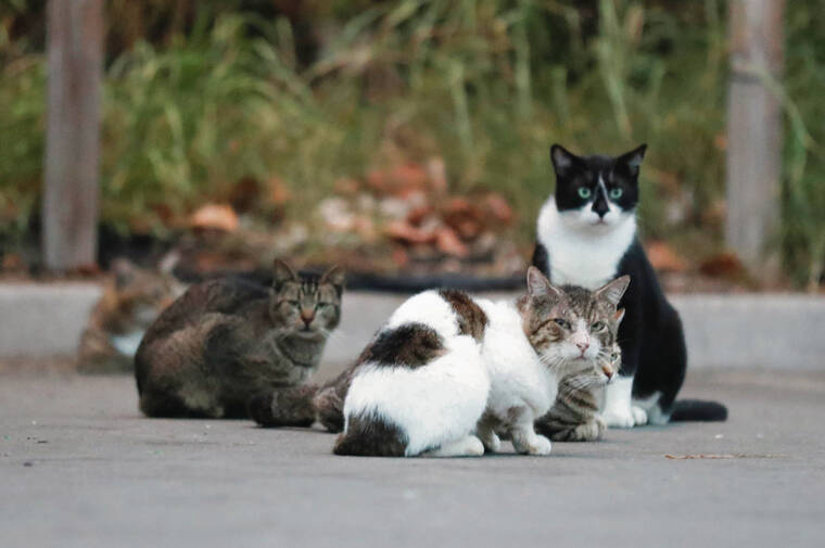 Editorial: Enact law to curb feral cat colonies