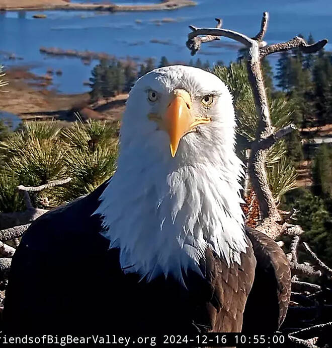 Jackie, the bald eagle who became an internet celebrity, dies in California
