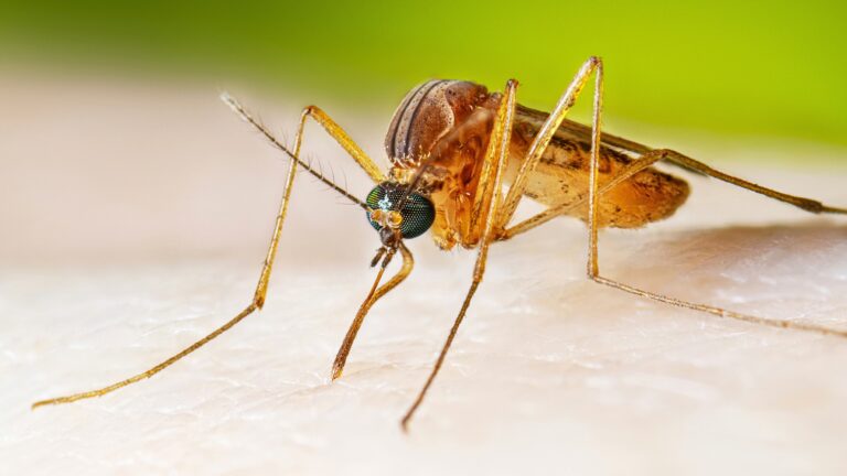Mosquito in Plymouth county tests positive for EEE