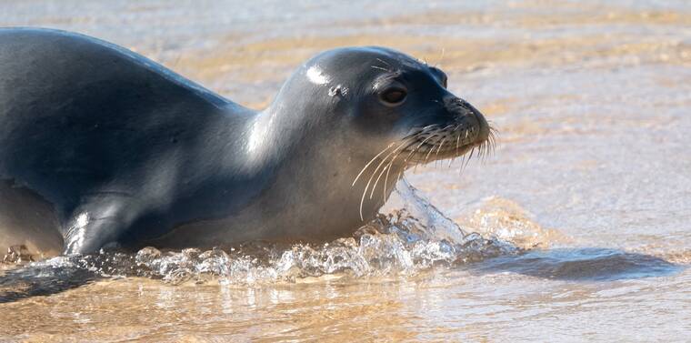 NOAA confirms death of another monk seal on Oahu