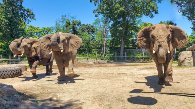 Roger Williams Park Zoo moving its 3 aging elephants to Tennessee sanctuary