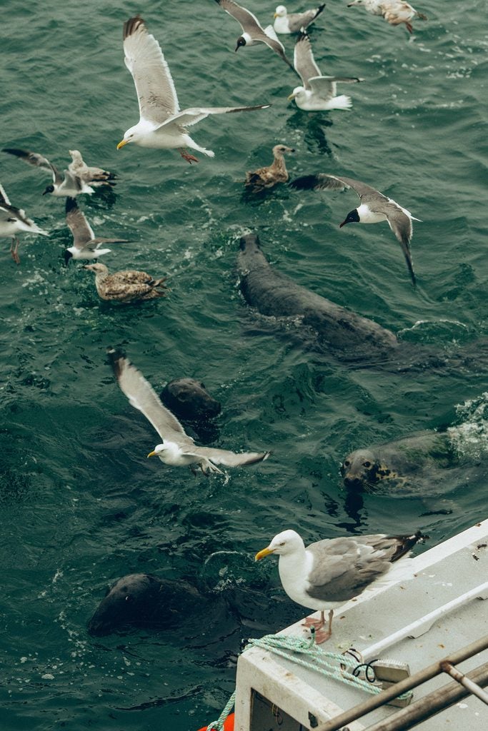 White sharks have been drawn back to Cape Cod by a resurgent population of seals, seen here waiting for scraps from fishermen unloading their catch at the pier in Chatham.