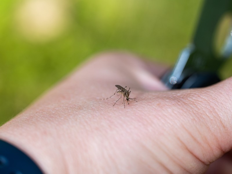 Orange County issues dengue fever alert