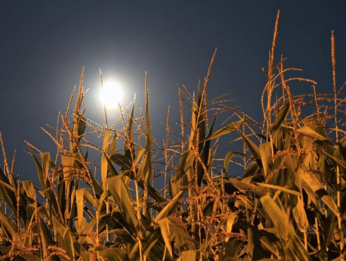 a corn field at night with a glowing moon in the sky