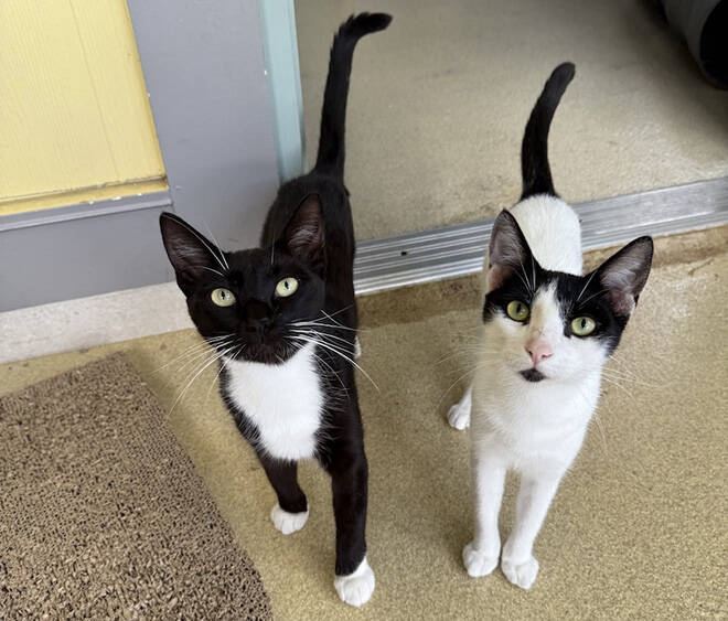 COURTESY HHS
                                The Hawaiian Humane Society is waiving adoption fees this weekend to help make room for animals in need from Kauai following Hurricane Lowell. Dotty and Runt are among the animals available for adoption.