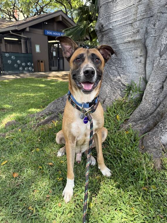 COURTESY HHS
                                The Hawaiian Humane Society is waiving adoption fees this weekend to help make room for animals in need from Kauai following Hurricane Lowell. Dennys is among the animals available to adopt.