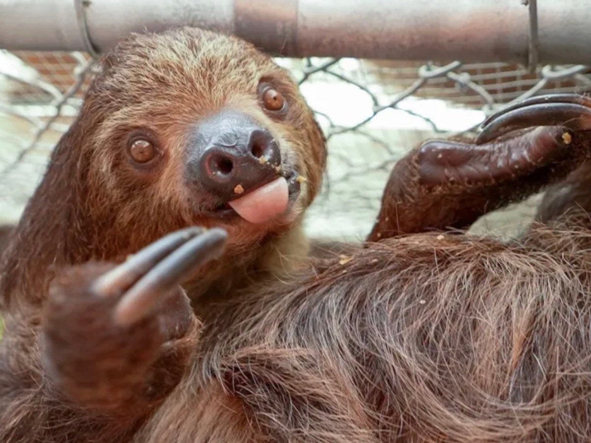 Florida proposes stronger protections for sloths after Sloth World deaths in Orlando