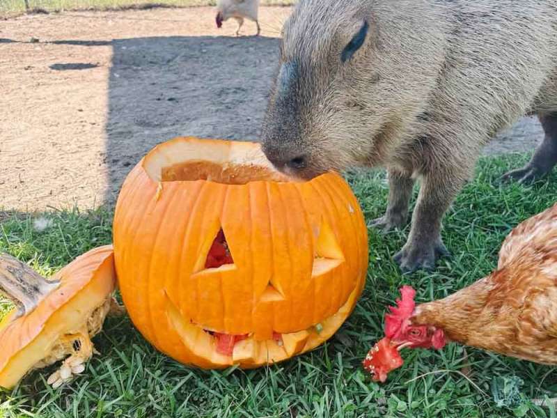 All the Central Florida pumpkin patches and fall festivals to enjoy this year