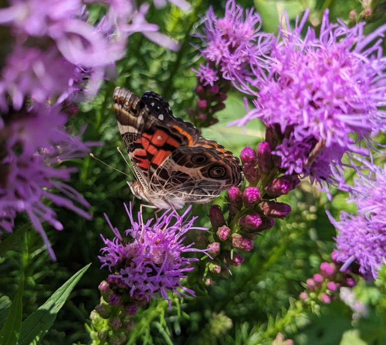 Some interesting insects to look for before winter