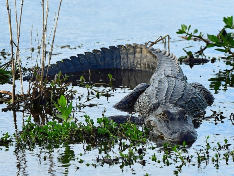 Winter Garden man killed by alligator was posing for photo when dragged into water