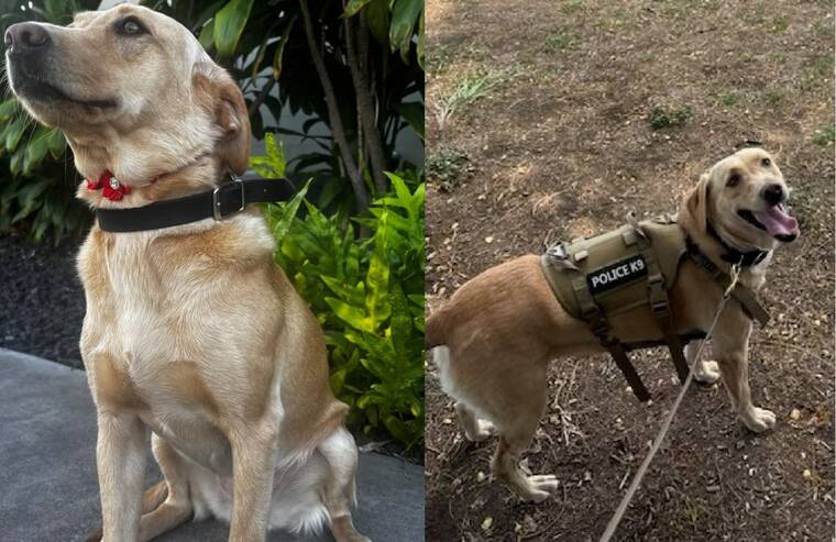 Police K9 Trina tracks down missing man, 70, at Volcanoes Park